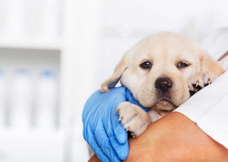 Carousel Slide 4: Canine reproduction services